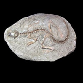 Psittacosaurus-mongoliensis_Cretacico_Asia