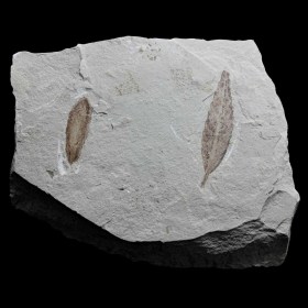 Zelkova nervosa-Eocen-Utah(USA)