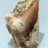 Otodus obliquus