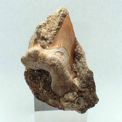 Otodus obliquus Otodus obliquus