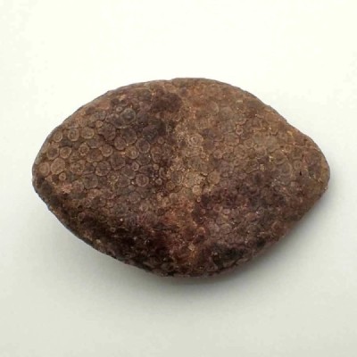 Eodiaphyodus granulosus Eodiaphyodus granulosus