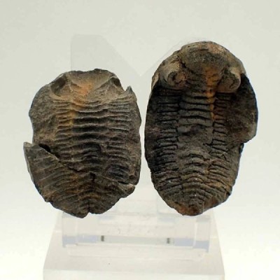 Eldredgeia venustus Eldredgeia venustus
