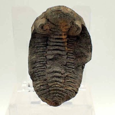 Eldredgeia venustus Eldredgeia venustus