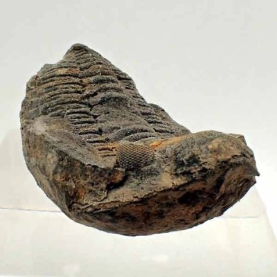 Eldredgeia venustus Eldredgeia venustus