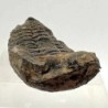  Eldredgeia venustus