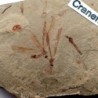 Tipulidae sp.