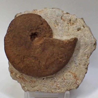 Sonninia propinquans Sonninia propinquans