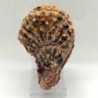 Ostraea multicostata