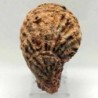  Ostraea multicostata