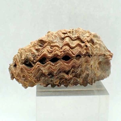  Ostraea multicostata