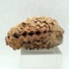  Ostraea multicostata