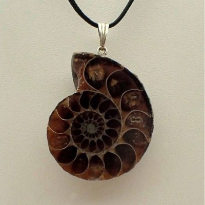 Colgante Ammonite Colgante Ammonite