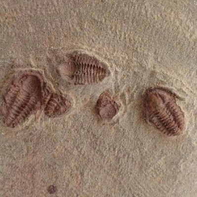 Agerina quadrata Agerina quadrata