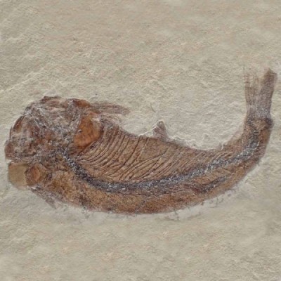 Mesoclupea sp. Mesoclupea sp.