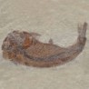 Mesoclupea sp.
