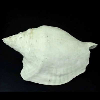 Macrostrombus scotti Macrostrombus scotti