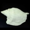 Macrostrombus scotti
