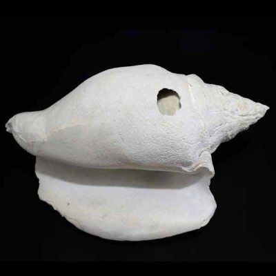 Macrostrombus scotti Macrostrombus scotti