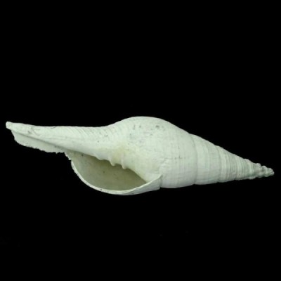Mitra lineolata Mitra lineolata