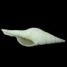 Mitra lineolata