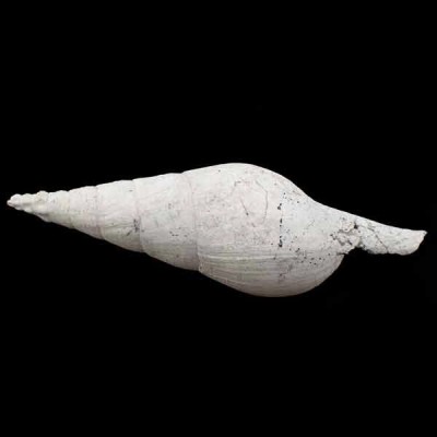 Mitra lineolata Mitra lineolata