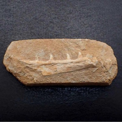 Sphyraenodus chouberti Sphyraenodus chouberti