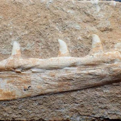 Sphyraenodus chouberti Sphyraenodus chouberti
