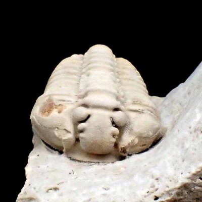 Calymene celebra Calymene celebra