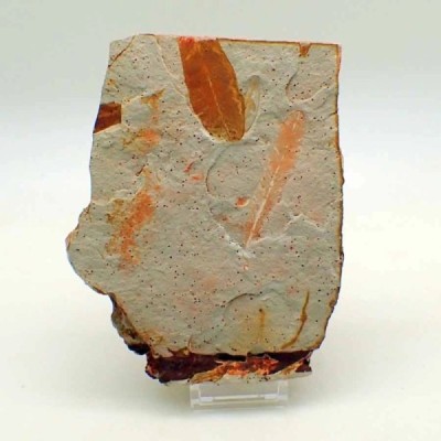 Glossopteris sp. Glossopteris sp.