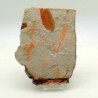 Glossopteris sp.