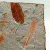  Glossopteris sp.