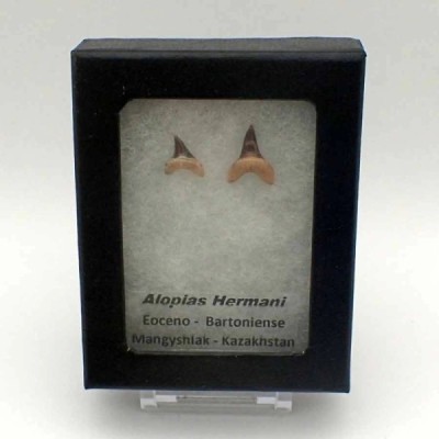 Alopias hermani Alopias hermani