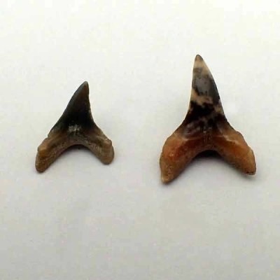 Alopias hermani Alopias hermani