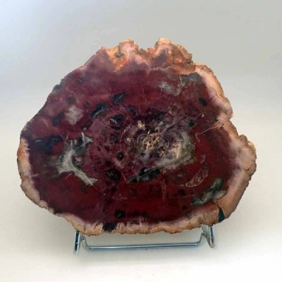 Araucarioxylon arizonicum