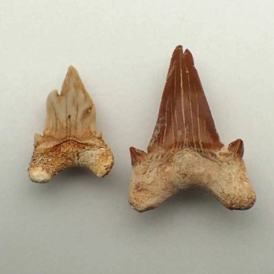 Otodus obliquus Otodus obliquus