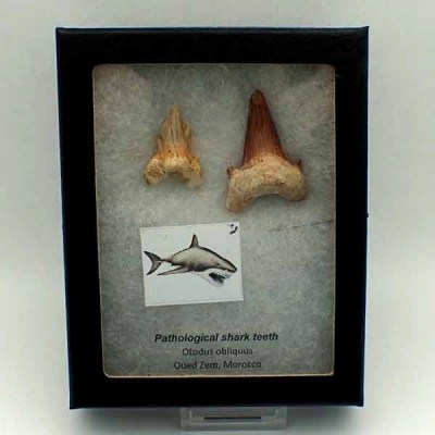 Otodus obliquus Otodus obliquus