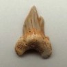  Otodus obliquus
