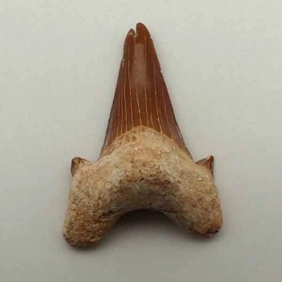 Otodus obliquus Otodus obliquus