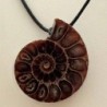 Colgante Ammonite