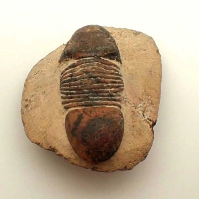 Paralejurus hamlagdadicus Paralejurus hamlagdadicus