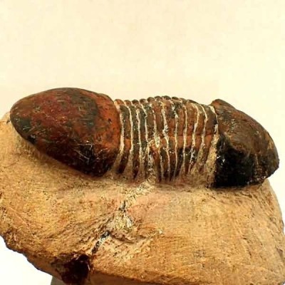 Paralejurus hamlagdadicus Paralejurus hamlagdadicus