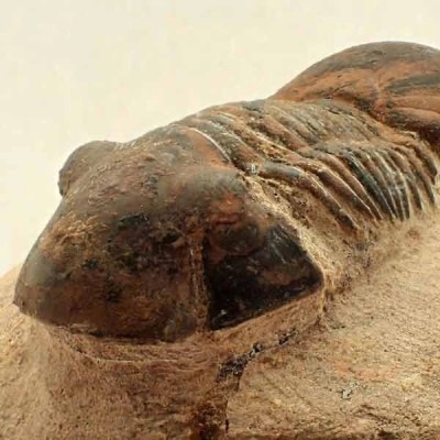 Paralejurus hamlagdadicus Paralejurus hamlagdadicus