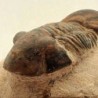  Paralejurus hamlagdadicus