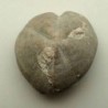 Micraster coranguinum 