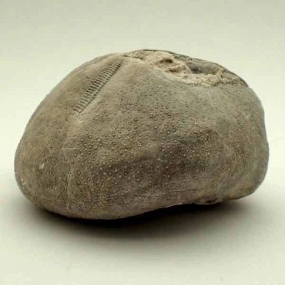 Micraster coranguinum Micraster coranguinum