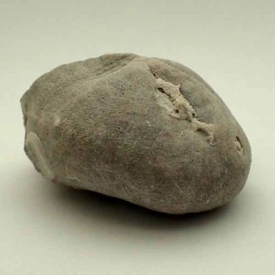 Micraster coranguinum Micraster coranguinum