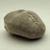  Micraster coranguinum