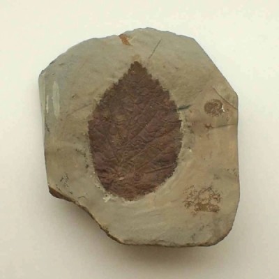 Beringiaphyllum cupanoides Beringiaphyllum cupanoides