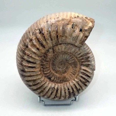 Katroliceras matsumotoi Katroliceras matsumotoi