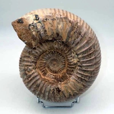 Katroliceras matsumotoi Katroliceras matsumotoi